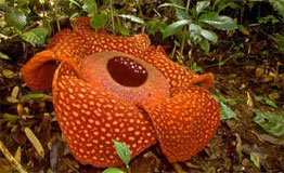 Rafflesia arnoldii.